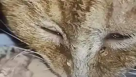 橘猫一看到吃的眼泪汪汪