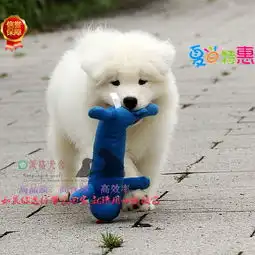 纯种微笑天使萨摩耶幼犬赛级犬后代保健康可签协议