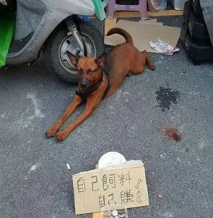 搞笑gif段子新郎为了拍婚纱照也是拼了闺女