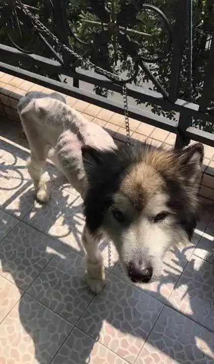 一只骨瘦嶙峋的阿拉斯加被拴在电线杆上无人问津,瘦的像是皮包骨头让人心疼