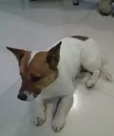 狗狗被救助后过生了美好的生活,现在摇身一变成行走的表情包