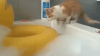 作死系列好奇真的会害死猫