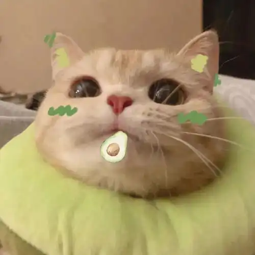 猫咪头像男生代表什么能