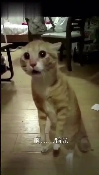 猫猫头表情包输光