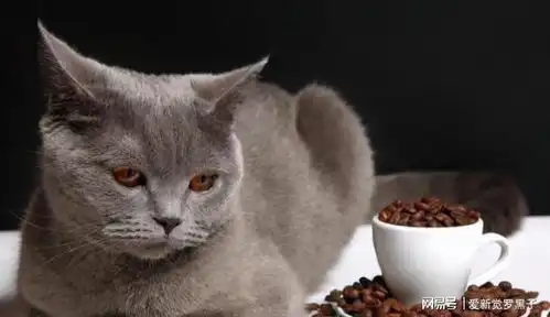 英国短毛猫最受欢迎的几种颜色,有你家的吗