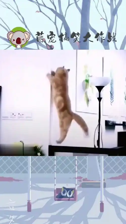 男人都体会过的痛,没想到我家的猫咪也体验到了这蛋蛋的忧伤