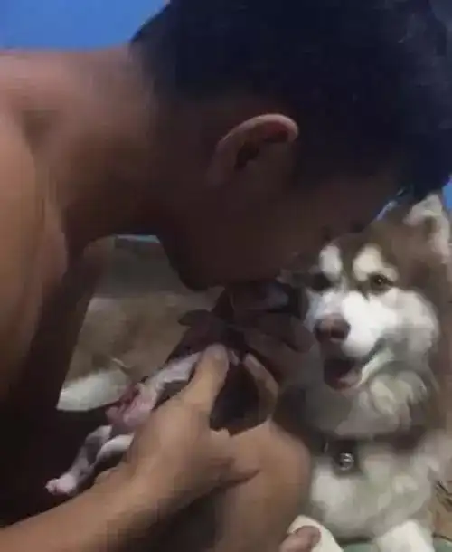 狗子出生没呼吸,主人给它做人工呼吸,下一秒简直暖爆了