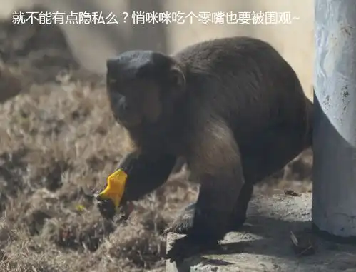 看一次笑一次合肥这个显眼包建议你去现场瞅瞅