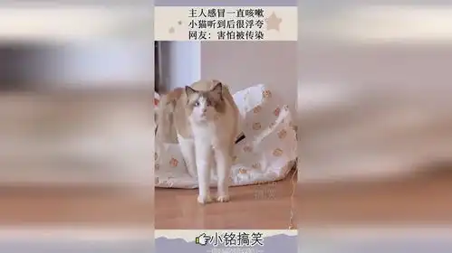 感冒鼻塞表情包猫咪