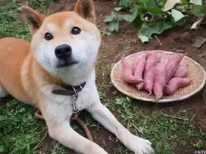 我的表情包去世了再见,小柴