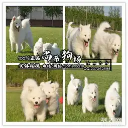图顶级澳版萨摩耶幼犬带赛级血统芯片疫苗驱虫已打完广州宠物狗