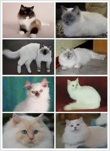 梵色布偶猫长什么样