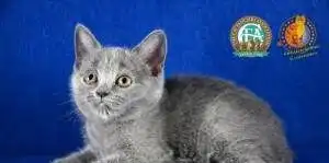 优质蓝色英国短毛猫英短dd