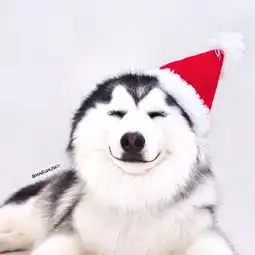 笑得如此萨摩耶的二哈我也是生平仅见40图