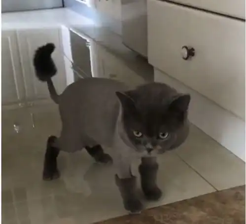 把猫咪托付给男友,回来看到这一幕笑喷,猫这靴子不错