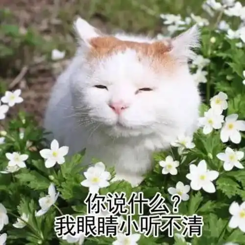 微信文字表情包透明猫咪