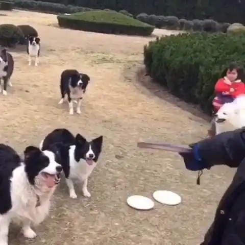 当傻白甜萨摩耶碰上智商第一小边牧,场面一度很失控