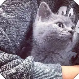 与心爱的猫猫猫咪合照的头像你有多少我堆糖,美好生活研究所