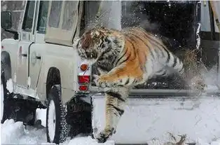 猛虎落地式下跪表情包威