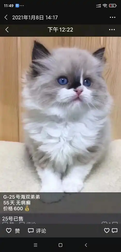 布偶猫图片及价格多少