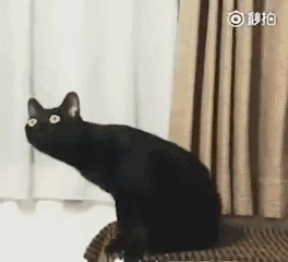 第一次听马勒音乐的黑猫,贡献了一波沙雕表情包