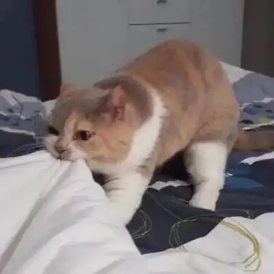 猫咪头像男生代表什么谋