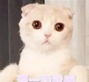 哄女朋友的表情包,兄弟们赶紧收藏保命