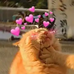 表情包满眼都是小心心,爱了爱了