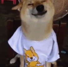这绝对是史上最全的柴犬表情包了
