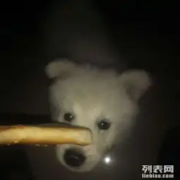 男生抱萨摩耶头像纯种