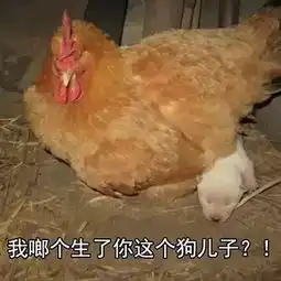 鸡年要用对表情包,重庆言子版鸡年表情包爆笑来袭