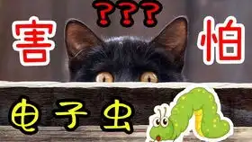 猫会像狗一样学会握手么,猫师傅别念了