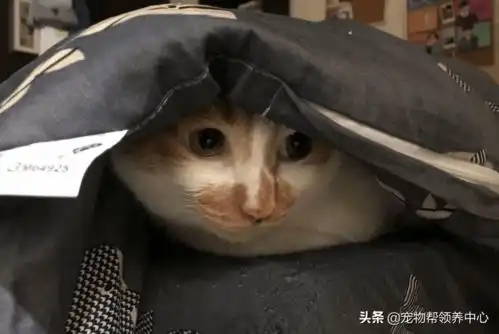 猫咪被吓的竟飞扑到男主人怀里,表情委屈,惹人怜爱