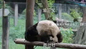 熊猫巧克力王子七仔生活所迫,只能拿着铁盆满足一下自己了