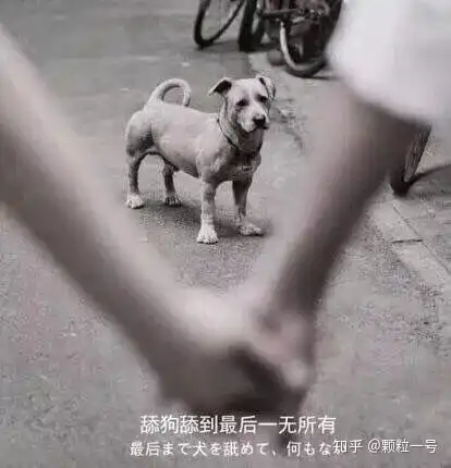人工智能舔狗,这实在是太沙雕了