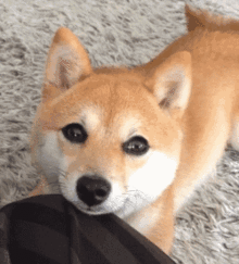 柴犬表情包卡通gif帮我