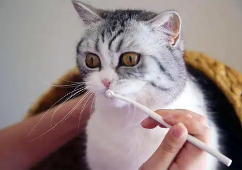 猫咪感冒了怎么办