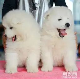 精品萨摩耶幼犬赛级犬证书芯片齐全可签订协议