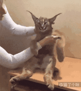 欺负女生表情包gif没有
