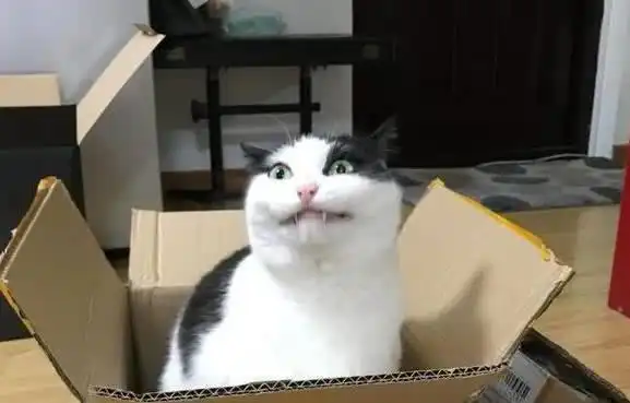 朋友送来一只猫,打开纸盒的一瞬间,我就知道这猫一定身手不凡