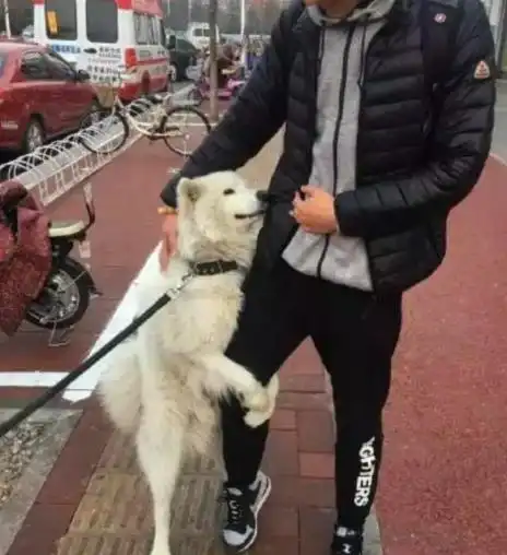 萨摩耶走着走着就去抱着一个帅哥的腿,这画面让我觉得自己多余了