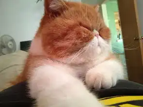 看看这些表情肯定让你很乐