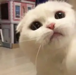 猫咪偷偷抹把泪表情包淘