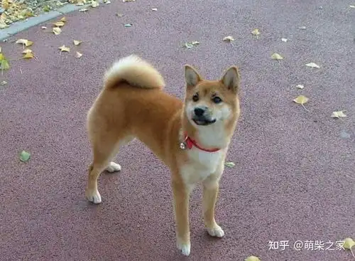 柴犬嫌弃的表情包狗狗