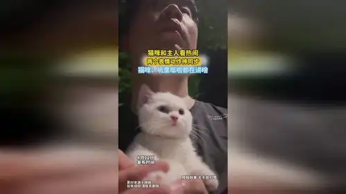 滚的表情包动作猫咪
