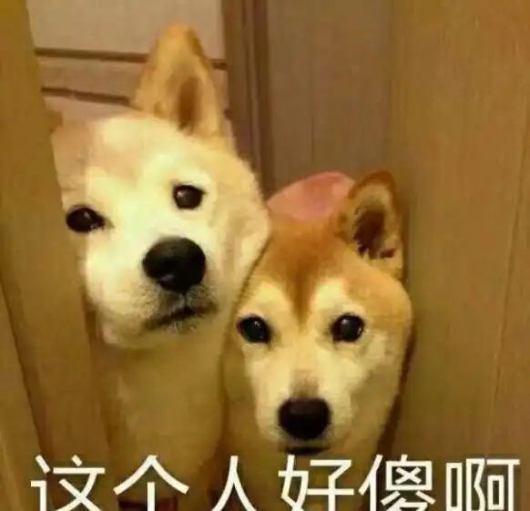 母猪图片表情包励志