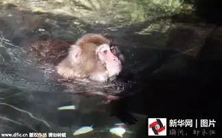 韩国寒流来袭猴子泡温泉表情销魂