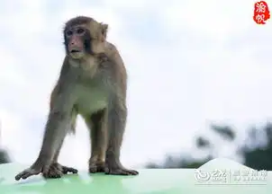 观野猴百态