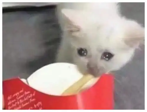 毛晓彤流泪猫猫头为什么会上热搜大家如何评论的