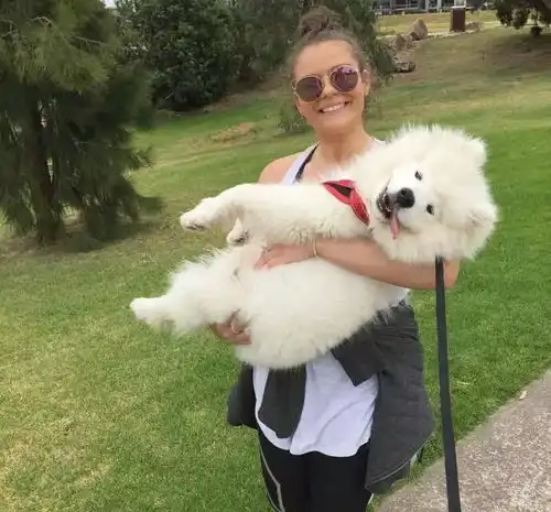 狗狗小时候不要老抱它,不然它会以为自己是长在你身上萨摩耶犬